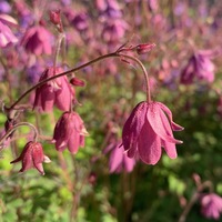 Semiaquilegia adoxoides 